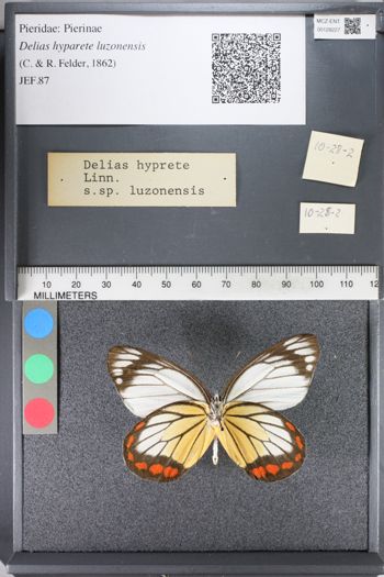 Media type: image;   Entomology 128227